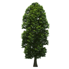 游叶知秋采集到植物素材