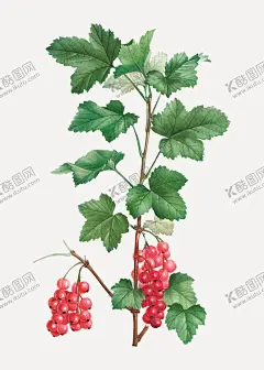 花纹 【酷图网】水果,手绘水果,五味子,花纹,花,叶子,绿色叶子,手绘叶子,花纹花朵,手绘花纹,本草,手绘画,牡丹花,玫瑰花,茉莉花,手绘花,手绘,手绘插画,本草纲目,绿色植物,美丽花纹,插画,绘画,园艺,牵牛花,手绘牵牛花,木槿花,郁金香