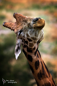 骑着猪的驴打滚采集到giraffe