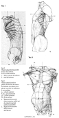 #人体结构# <a class="text-meta meta-tag" href="/search/?q=人体线稿">#人体线稿#</a> <a class="text-meta meta-tag" href="/search/?q=人体练习">#人体练习#</a> <a class="text-meta meta-tag" href="/s