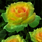 Mint Julep Rose  