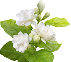 Vito虫虫采集到素材