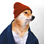 宠物界最有型的柴犬Menswear Dog最新一季穿搭大片。纽约的平面设计师David Fung和时装设计师Yena Kim在一个慵懒的周六下午给他们可爱的狗狗穿上了经典男装，然后将照片放在FACEBOOK上。这本来是一个玩笑，但是意外的获得了强烈的反响。 (2)