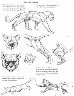 _猫先生采集到动物