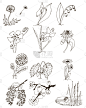 矢量,植物学,数字12,边框,蒲公英,大丽花属,春天,装饰物,水仙花,植物