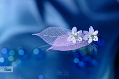 瑾沁采集到花素材