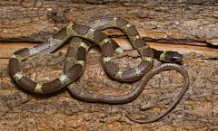 Lycodon nympha (DAUDIN, 1803)
英文名：Vellore Bridal Snake
中文名：面纱白环蛇