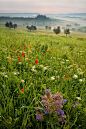 Photograph Tuscan spring 11 by Daniel Řeřicha on 500px