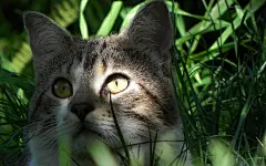 萌萌猫咪电脑壁纸