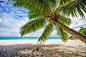 Palm tree,white sand,turquoise water at tropical beach,paradise