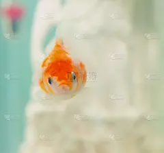 珍珠鳞
