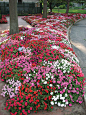 impatiens Grow impatiens flowers in well-drained soil enriched by humus. Although impatiens flowers can, with sufficient water, be grown in partial sun in northerly regions, their great virtue is that they thrive in the shade.: 
