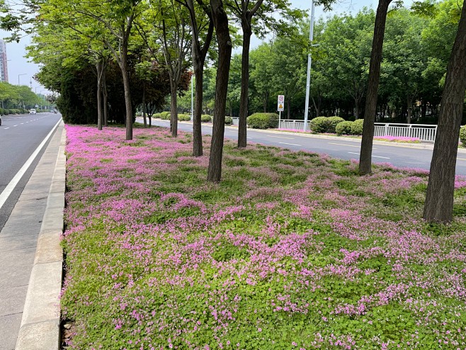 关节酢浆草（商品名：红花酢浆草）