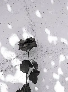 时尚自然的壁纸。玫瑰和阳光的阴影。极简主义的美学素养