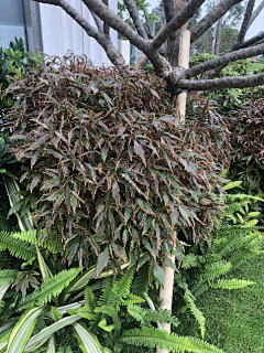 风点儿采集到花境