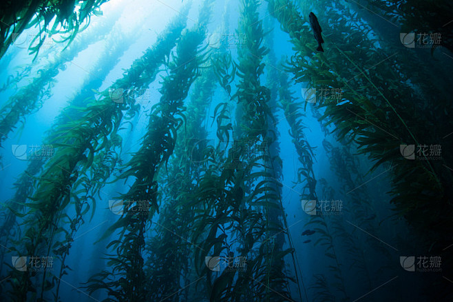 海峡群岛的巨藻森林