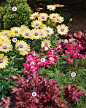 cool-season-plant-combinations-colorful-planting
(A)肉桂卷™珊瑚铃铛 (希切拉混合)
类型多年生开花晚春盛开白色、粉红色或红色的花朵，从春季到秋季，叶子呈铜红色，边缘有褶皱。大小8到12英寸。身高12到16英寸。宽耐性美国农业部第4至第9区的冷硬

(B)凯尔特骄傲™俄罗斯柏树 (微生物菌群)
类型常绿灌木开花羽状常绿的叶子排列在扁平的喷雾器里，冬天变得粗糙，秋天有小浆果状的球果。大小1至3英尺高4到5英尺。宽耐性美国农业部2至7区冷硬