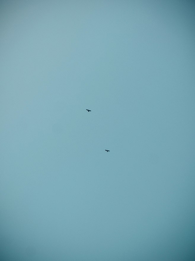 a couple of birds fl...