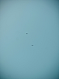 a couple of birds flying through a blue sky