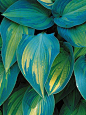 'June'  Golden-yellow foliage with streaky blue-green edges.  Moderate in size @ 15", purple flower. 1997