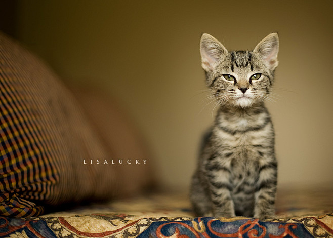 - cute animal - 发现啦！