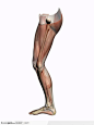 人体肌肉骨骼-腿部肌肉侧面图