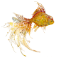 goldfish1.jpg (605×581)