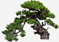 高清摄影绿色的松树植物免抠png素材_新图网ixintu.com