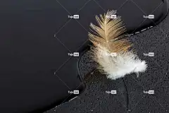 羽毛 水 酷背景 自然 桌面背景 水滴 笔记本电脑壁纸