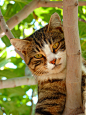 cat-sweet-climb-tree-65239.jpeg (3000×4000)