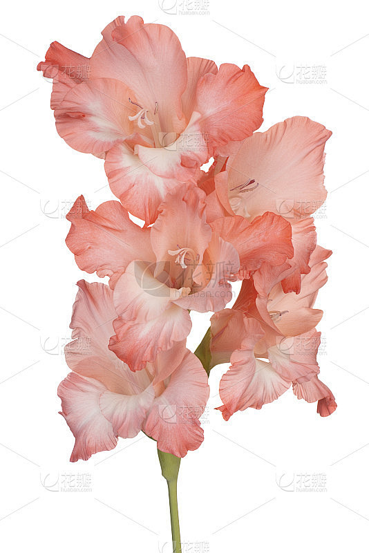 花孤立