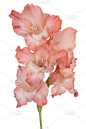 花孤立
