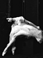 random beauty | Ballet © Mamuka Kikalishvili | 500px | Facebook |...