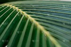 软的焦点。一种外来植物的绿叶特写。桌面壁纸。夏天的背景。屏幕保护程序。棕榈枝