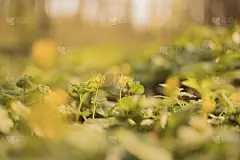 春天小黄花。花的背景。野花的背景。丰富多彩的自然背景