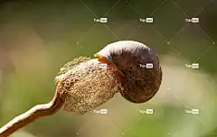 蜗牛壳 蜗牛 高清壁纸 性质 桌面背景 美丽的大自然 大自然壁纸
