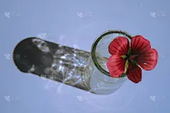 红蜀葵