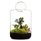 图片：Garden of Eden Terrarium - Lulu & Angel : 在 Google 上搜索到的图片（来源：luluandangel.com.au）