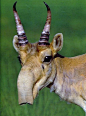 极度濒危的高鼻羚羊（Saiga Antelope），几乎濒临灭绝。它们独特的鼻子可以在干燥的夏季充分过滤掉空气中的粉尘，并在冬季加热吸入的冷空气。 ​​​​