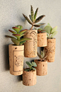 Re-purposed wine corks into magnets that contain soil and real live succulent plants