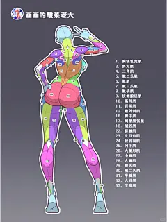 女人体背面肌肉概括19/100
