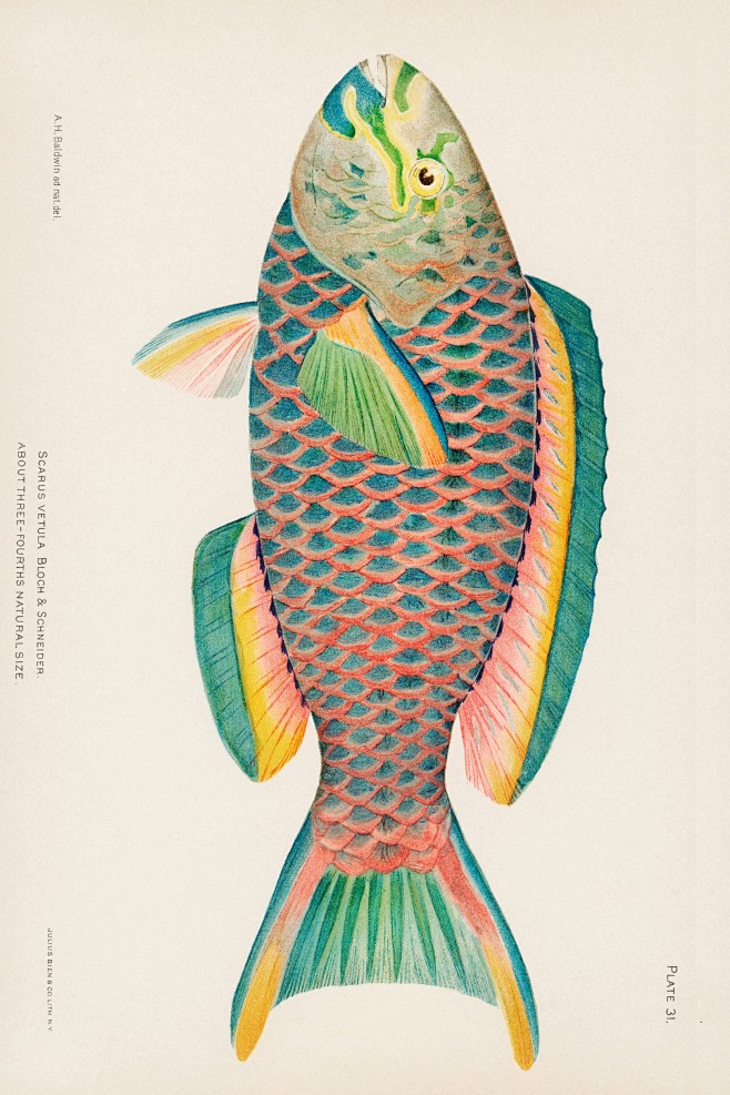 鱼类图鉴●蓝颊鹦嘴鱼