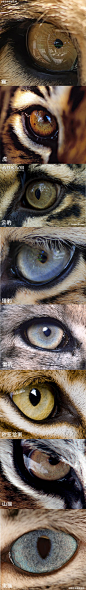 猫科动物的眼睛[萌]咱最喜欢猫科动物了～(打开大图可以看到更多细节，800x5600的大图)