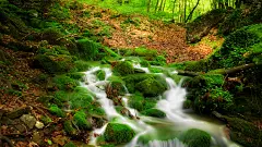 自然 森林 树木 河流 树 小溪风景2K桌面壁纸