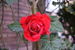 玫瑰花高清摄影素材