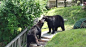 VIDEO: Two Bears ...