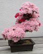 wolfdancer:Bonsai Cherry Tree