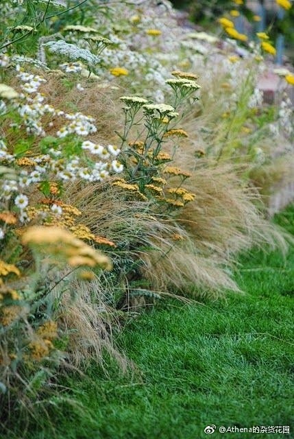 庭院植物细叶针茅也叫墨西哥羽毛草形态和手感都像羽毛每次路过我都忍