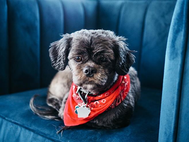 brown shih tzu on bl...