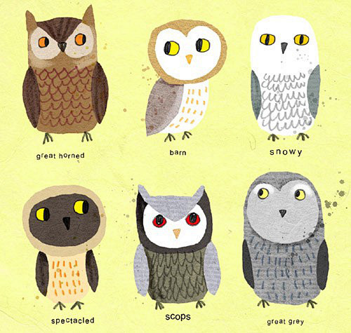 猫头鹰 owls-插画家园